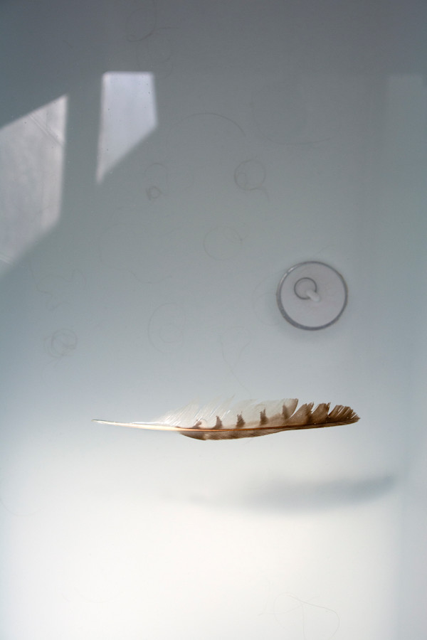 Shedding by Suzanne Gainer, Image 1.
