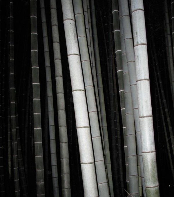 The wind blows, bamboo sings by Lois Linet