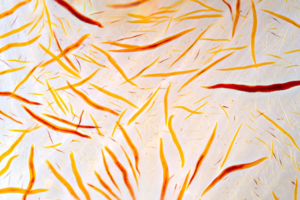 Trazos de identidad by Ysabela Coll, Image 1.