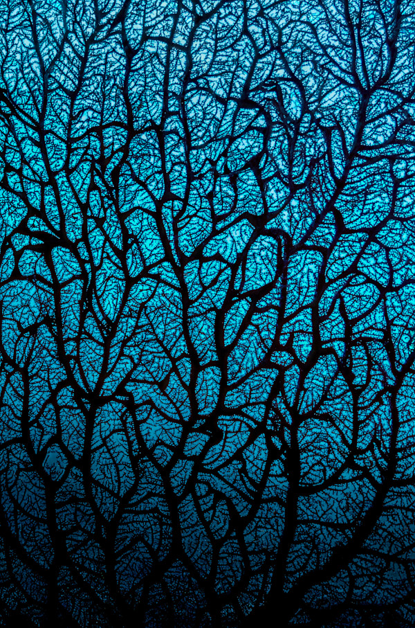 Ocean veins by Ysabela Coll, Image 1.
