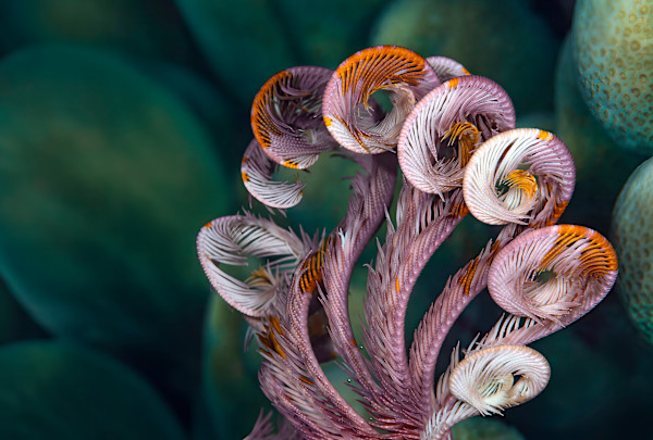 Crinoidea by Ysabela Coll, Image 1.