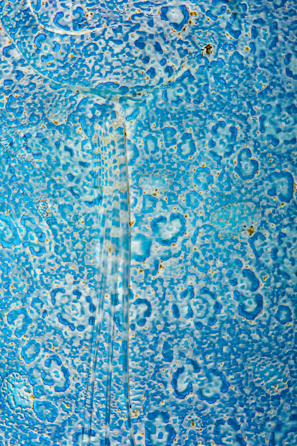 Blueprint by Ysabela Coll, Image 1.