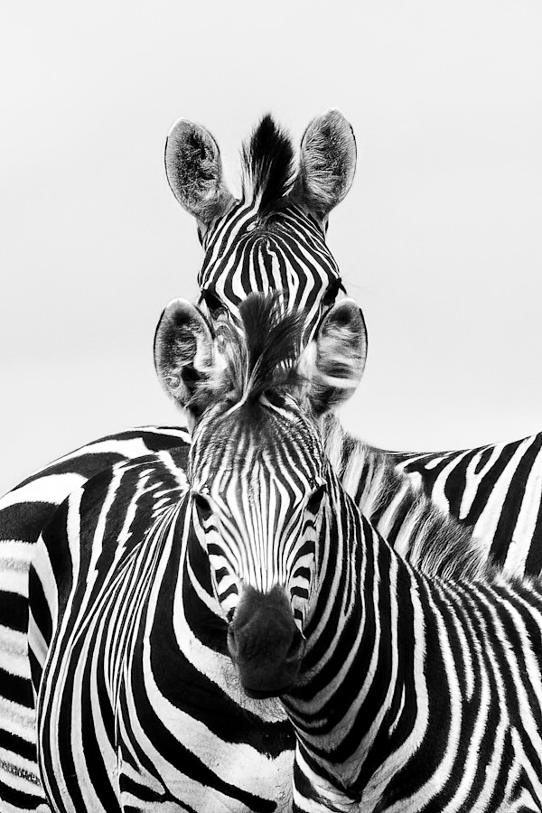 Double Trouble by Ysabela Coll, Image 1.