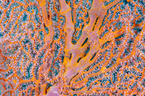 Interconexión by Ysabela Coll, Image 1.