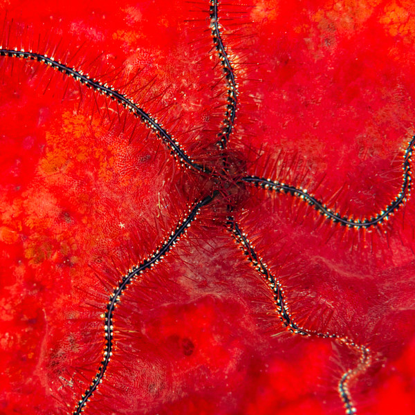 Ofiura by Ysabela Coll, Image 1.