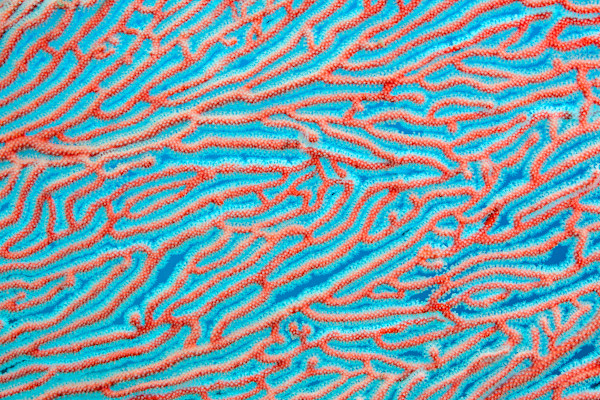Laberintica by Ysabela Coll, Image 1.