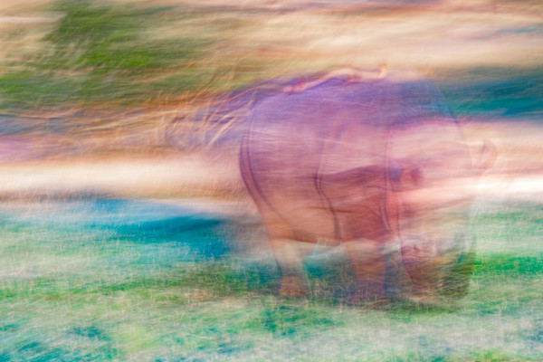 Evanescencia by Ysabela Coll, Image 1.