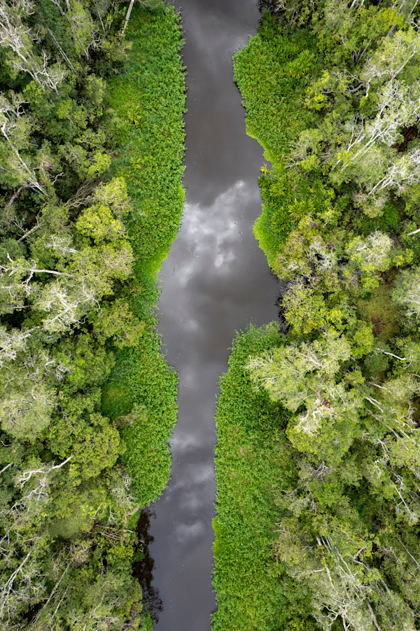 Borneo by Ysabela Coll, Image 1.