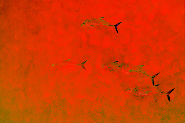 Blackjack by Ysabela Coll, Image 1.