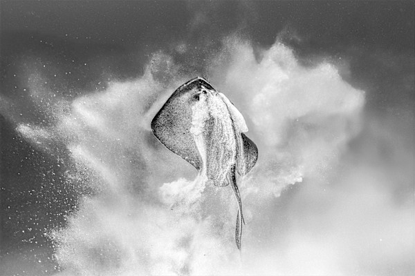 Ascent by Ysabela Coll, Image 1.