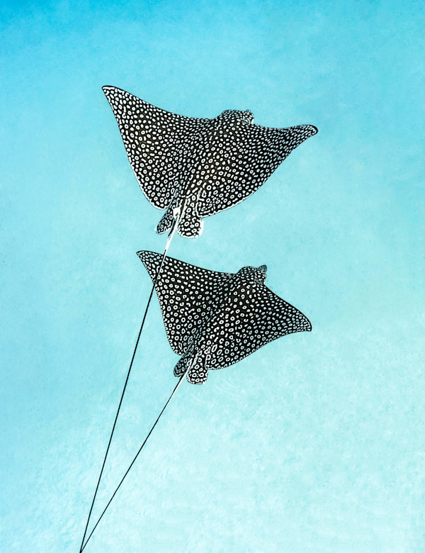 Spotted by Ysabela Coll, Image 1.