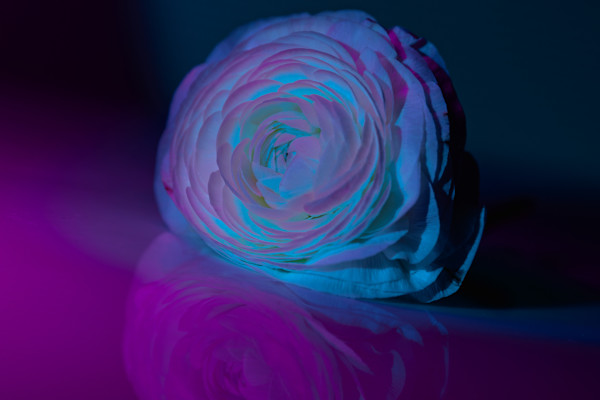 Spectrum X by Faith Parks, Image 1.