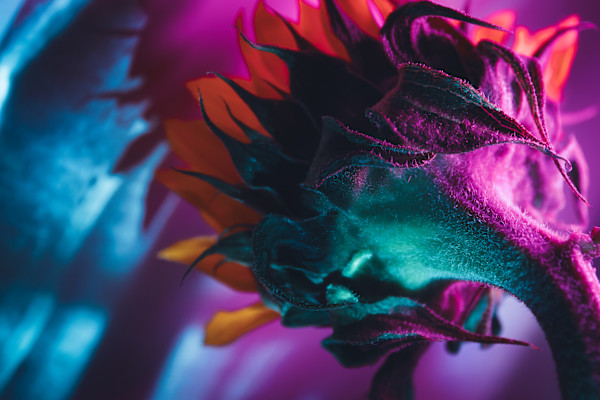 Spectrum XVI by Faith Parks, Image 1.