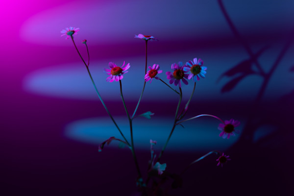 Spectrum VIII by Faith Parks, Image 1.