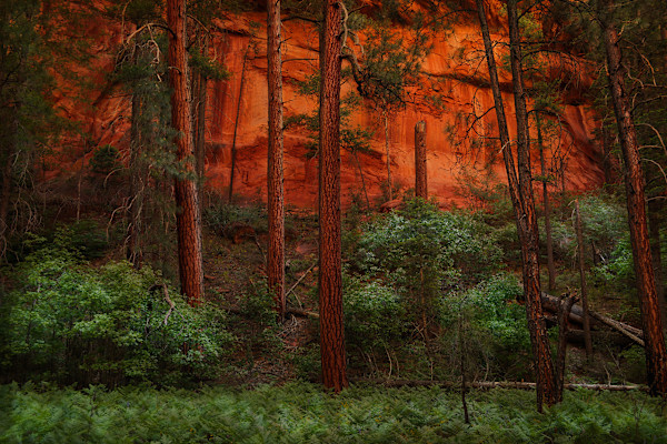 Cathedral of Fire by Joan Lentini, Image 1.