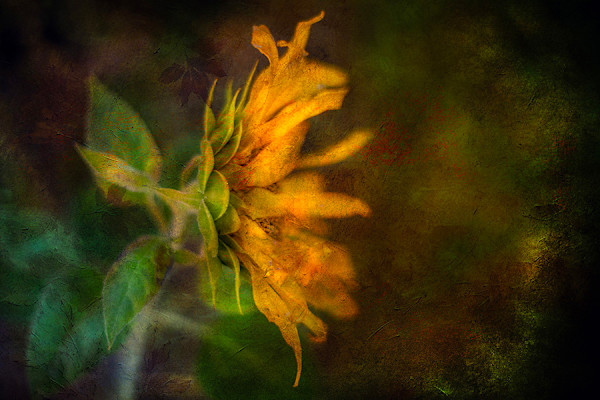 Sunflower by Joan Lentini, Image 1.