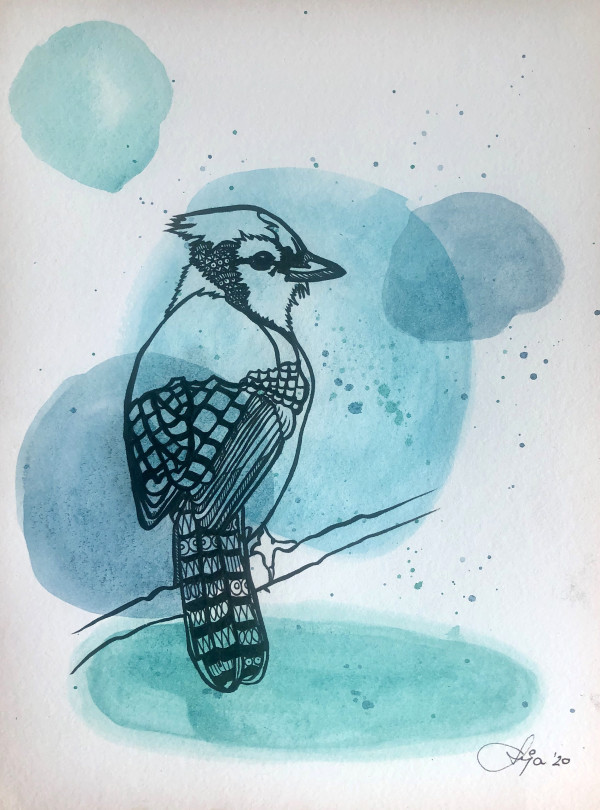 blue jay by Anja Studer