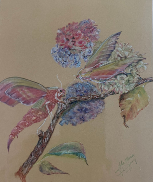Avondrood op Hortensia by Joke Meeüse - DIMORF, Image 1.