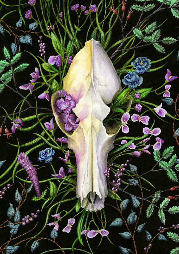 Coyote Bloom by Julie Kitzes