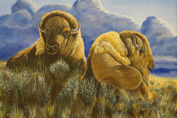 Prairie Buffalo by Gail Marchetti