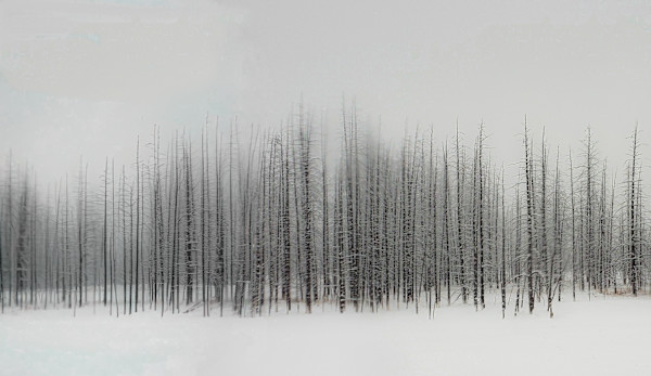 Winter’s Canvas by Elizabeth White, Image 1.
