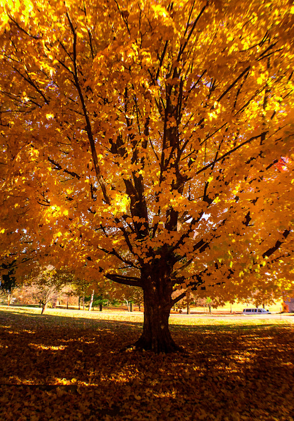 Fall Above & Below by Elizabeth White, Image 1.
