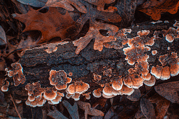 Life After Fall by Elizabeth White, Image 1.