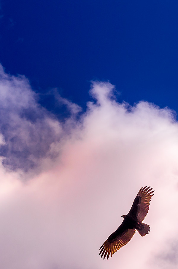 Room to Soar by Elizabeth White, Image 1.