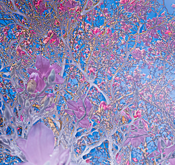 Magnolia on Sutton by Elizabeth White, Image 1.