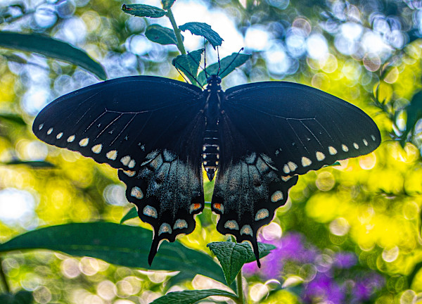 Nature’s Stained Glass by Elizabeth White, Image 1.