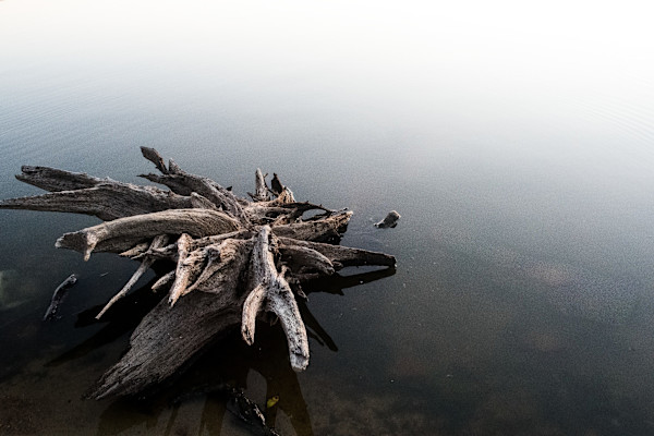 Nature’s Sculpture by Elizabeth White, Image 1.