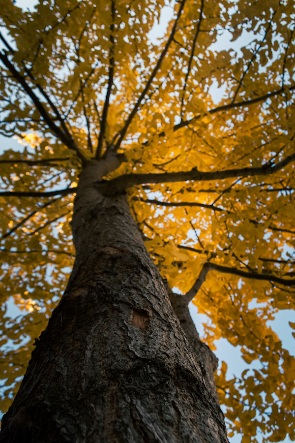 Look Up by Elizabeth White, Image 1.