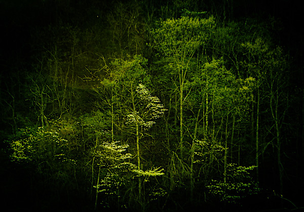 Whispers In The Woods by Elizabeth White, Image 1.