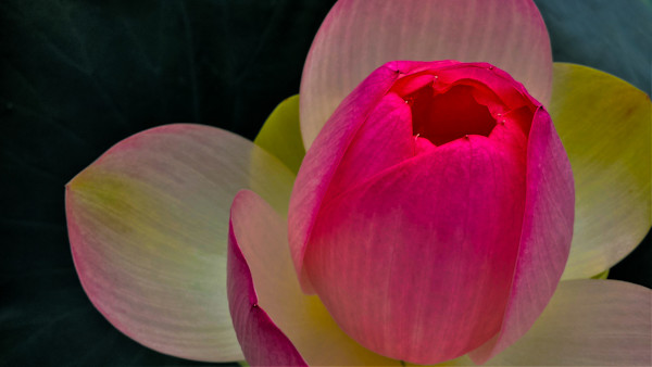 Birthday Tulip by Elizabeth White, Image 1.