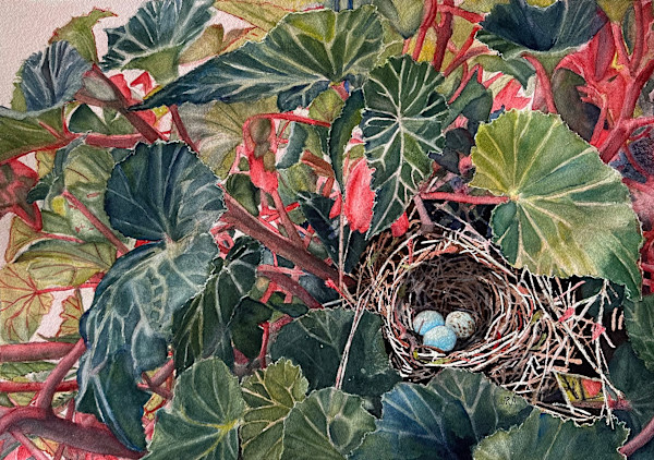 Nest in Begonias by Jennifer Alexander Watercolors, Image 1.
