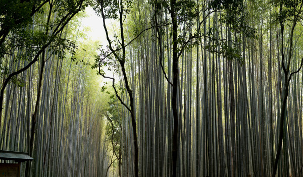 "Bamboo Forest" Kyoto, Japan by Kerry Shaw