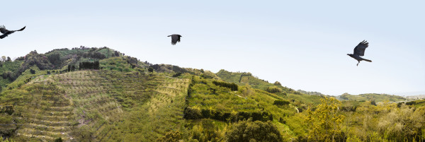 "Plum Farm Ravens" Wakayama, Japan by Kerry Shaw