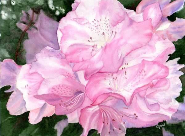 Nova Scotia Rhodos by Aprille Janes