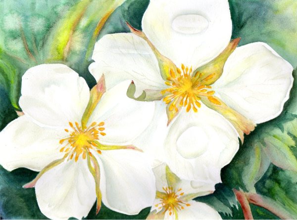 Strawberry Blossoms by Aprille Janes