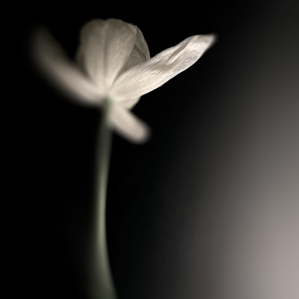 Tulip Queen (Edition 1/5) 1/5 by Joanne Probyn