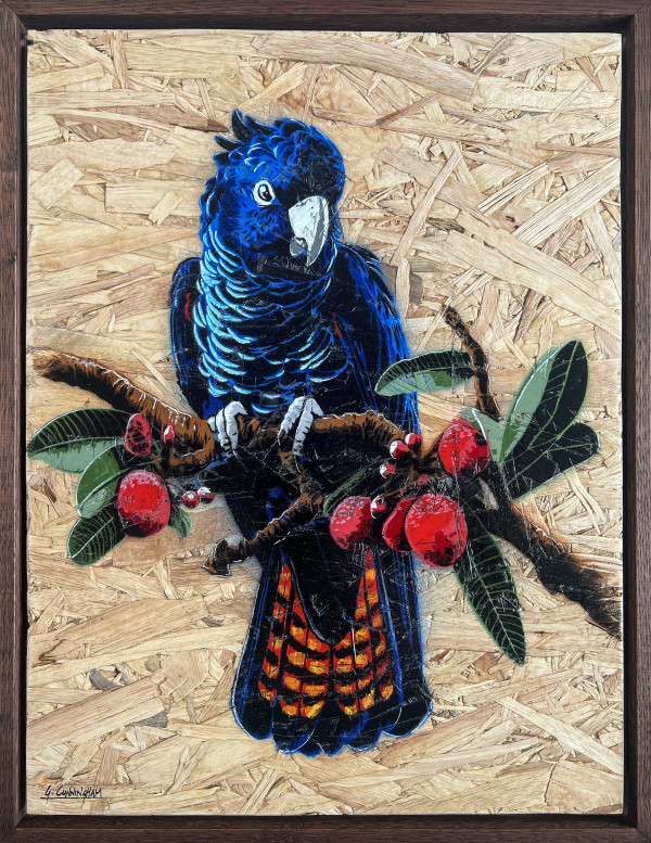 Red Tailed Black Cocky (timber) by Geoff Cunningham
