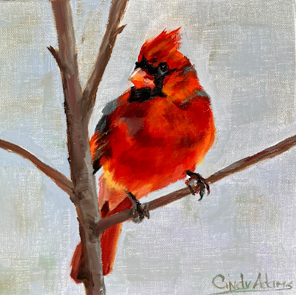 Cardinal by Cindy Adams