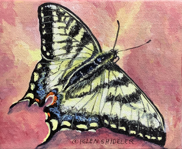 Social Butterfly by Helen Shideler