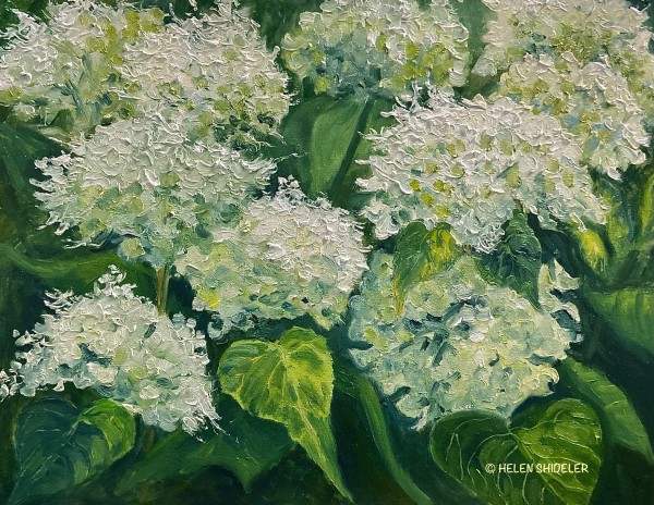August Hydrangea Bloom by Helen Shideler