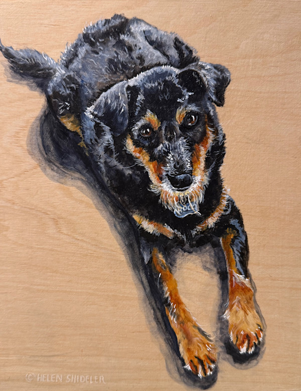 Rocky - Commission by Helen Shideler