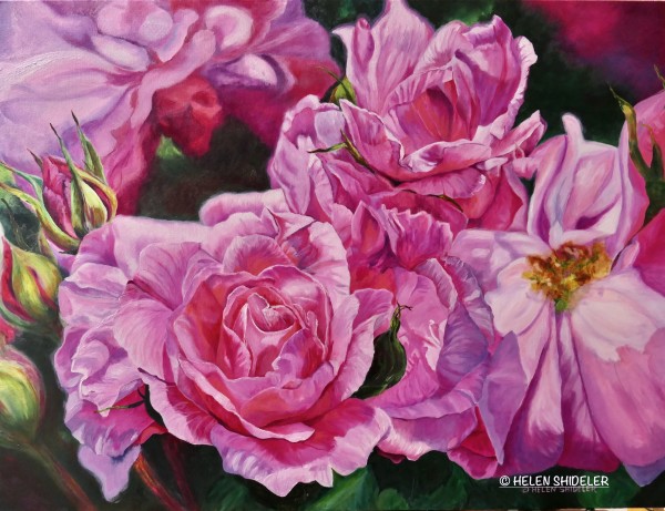 Elegance A Rose Story by Helen Shideler