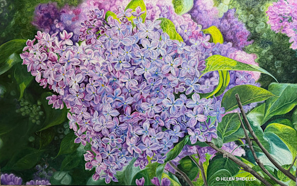 Sunny Serenade by Helen Shideler