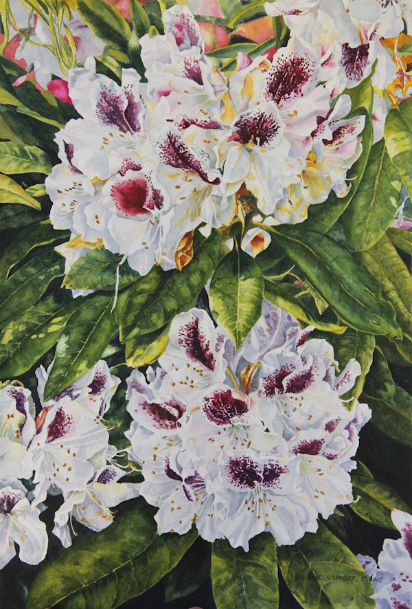 Rhodo Rhapsody by Helen Shideler