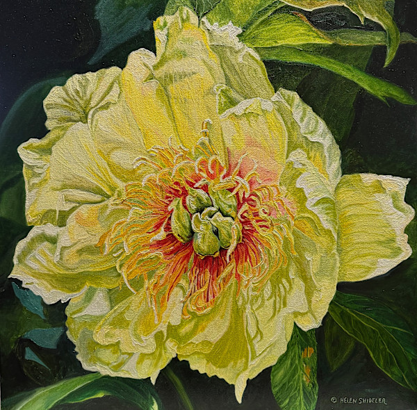 Mellow Yellow by Helen Shideler