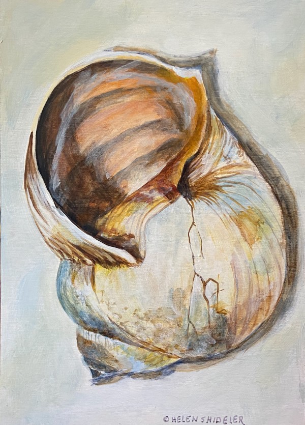 Moon Snail I by Helen Shideler